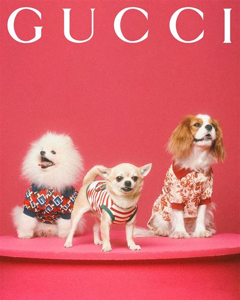 gucci pet limited edition 2018|gucci dog bag collection.